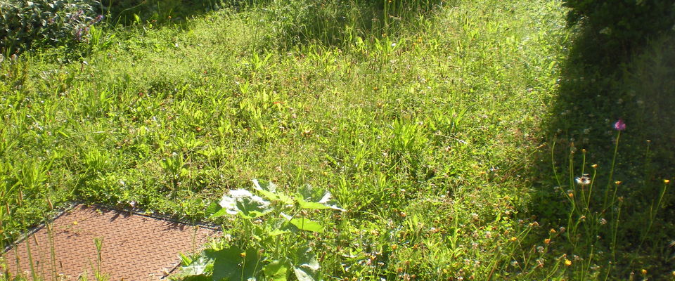 entretien de pelouse, de gazon tonte et débroussaillage à l'Isle d'Abeau à coté de Bourgoin jallieu