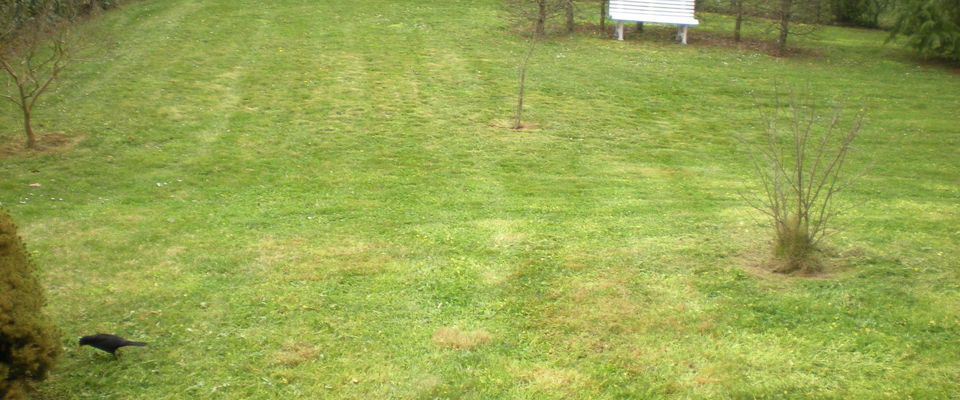tonte de pelouse et débroussaillage herbe à Frontonas, Bourgoin, L'isle d'Abeau par Dom'easy entreprise espace vert