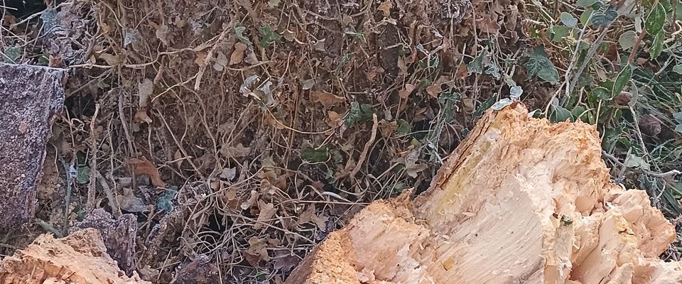 Elagage arbre, coupe à ras d'un arbre mort par Dom'easy à Bourgoin Jallieu