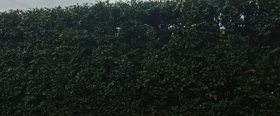 abattage arbre, couper arbre à ras avec évacuation