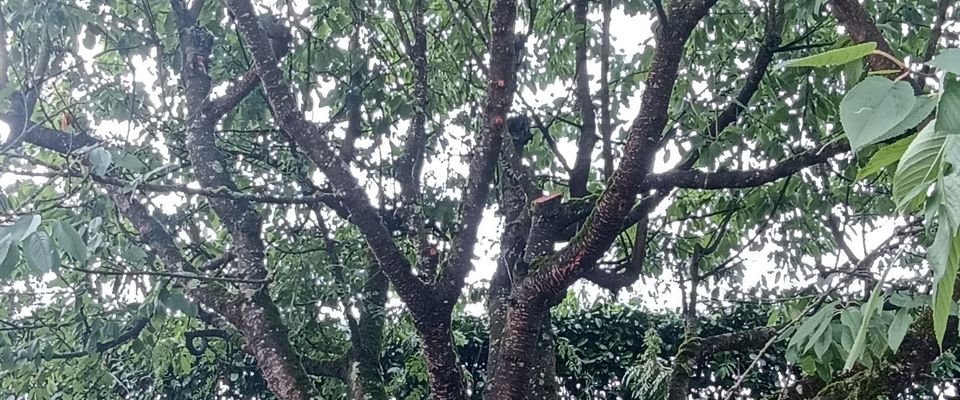 abattage arbre, couper arbre à ras avec évacuation