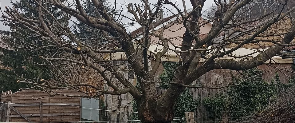 Elagage arbre fruitier, taille d'entretien cerisier. Dom'easy Bourgoin Jallieu entretien arbre fruitier