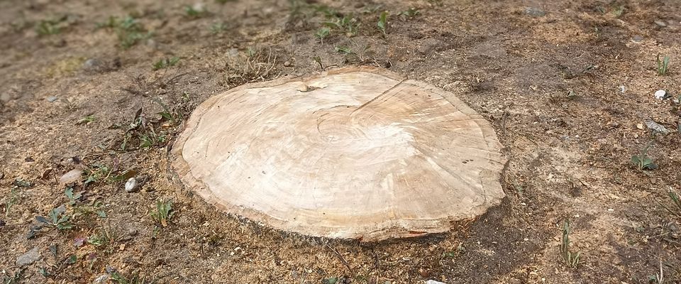 abattage arbre, couper arbre à ras avec évacuation