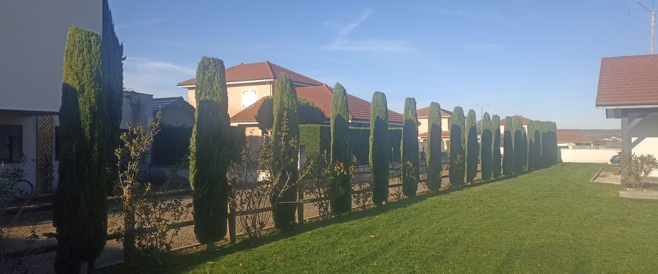 Taille d'entretien cyprès de Provence à Bourgoin Jallieu services à la personne