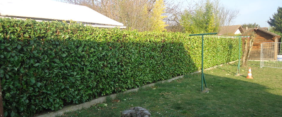 taille et entretien de haie laurier à Saint jean de bournay par Dom'easy, service à la personne