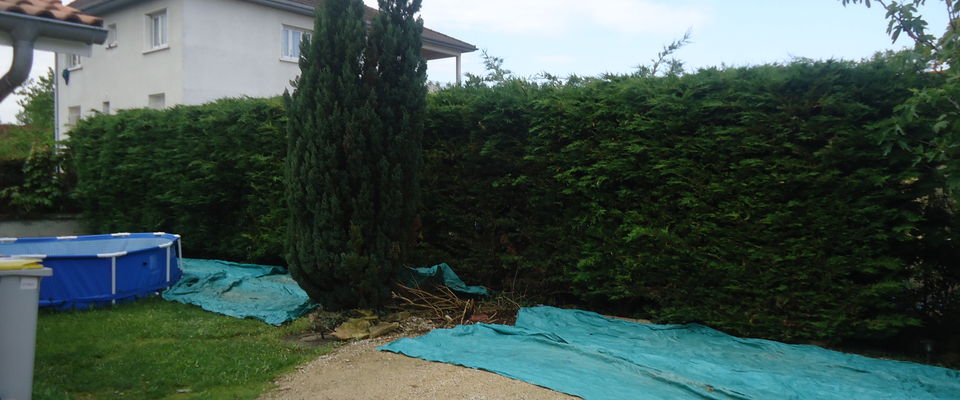 Elagage de haie à Bourgoin Jallieu, Saint Savin, élagueurs pro avec élagueuse.