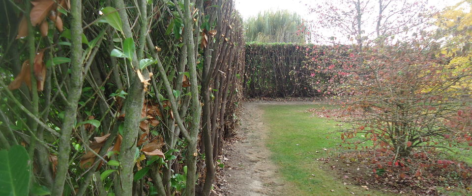 Elagage de haie à Nivolas Vermelle, SAint Alban de Roche services à la personne par Dom'easy