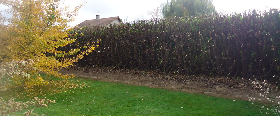 Elagage de haie à Nivolas Vermelle, SAint Alban de Roche services à la personne par Dom'easy