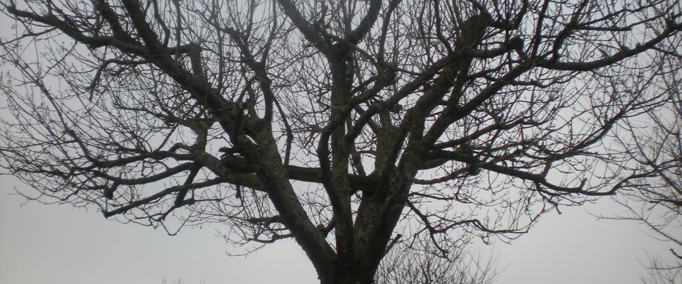 couper un arbre à Saint Chef