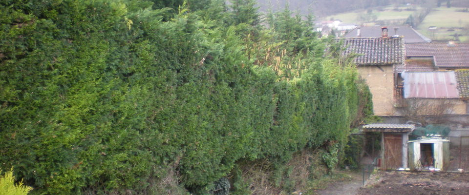 taille d'une haie de thuyas à Saint Savin