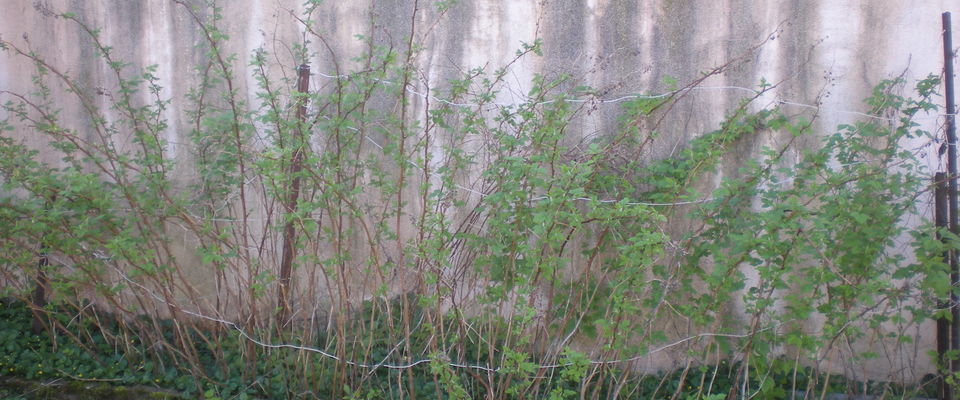 jardinage à Bourgoin Jallieu