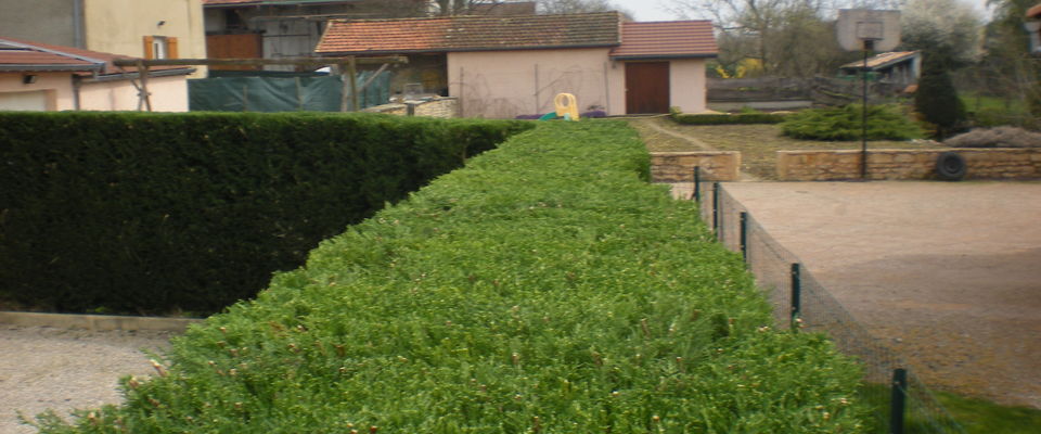 tailler une haie de thuyas à nivolas vermelle