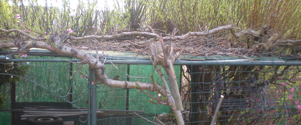 Couper un arbre et tailler un laurier à Bourgoin jallieu, l'Isle d'Abeau