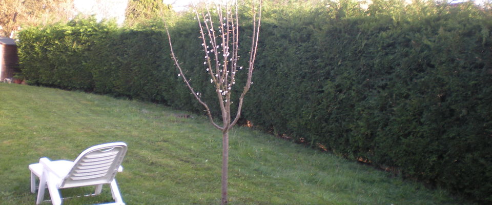 taille d'une haie de thuyas (dessus) à Villefontaine, la Verpillère près de la mairie