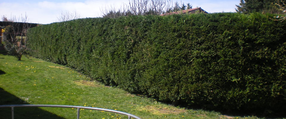 taille d'une haie de thuyas (dessus) à Villefontaine, la Verpillère près de la mairie