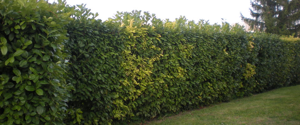 taille de haie de lauriers à Bourgoin Jallieu, l'Isle d'Abeau