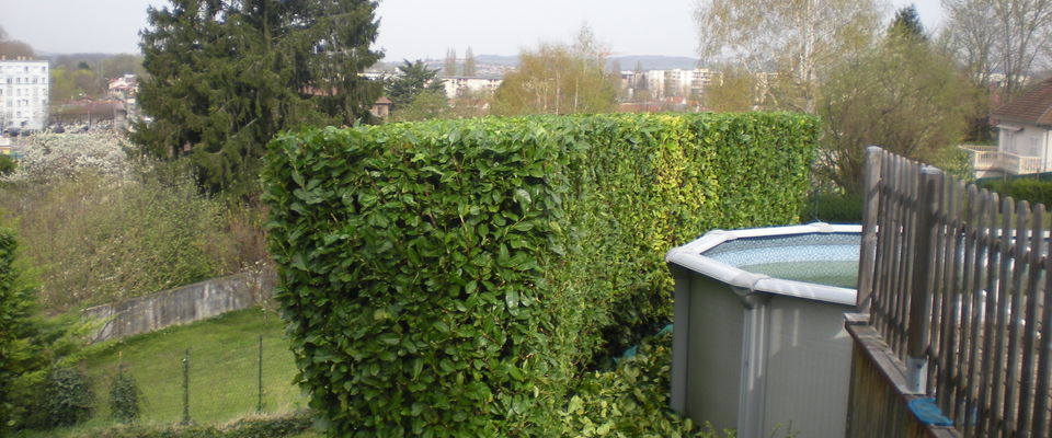 taille de haie de lauriers à Bourgoin Jallieu, l'Isle d'Abeau