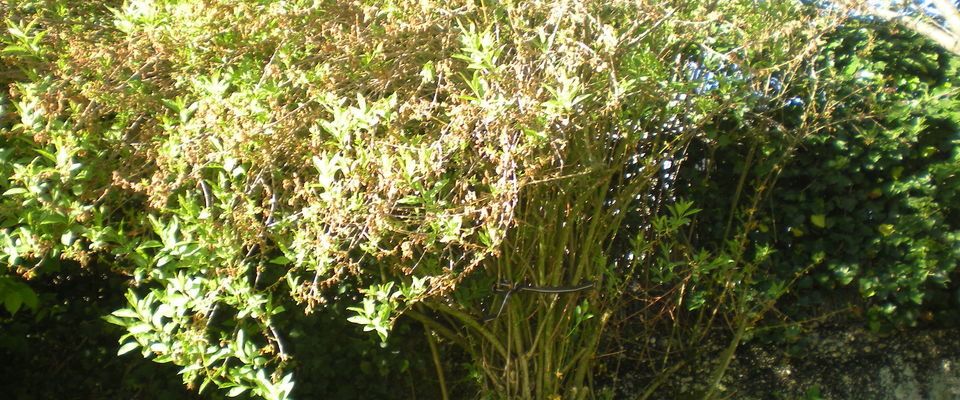 taille de haie, enlever du lierre sur un mur, taille de forsythia Domarin, Bourgoin