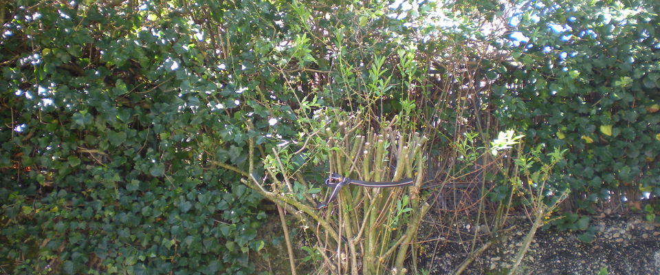 taille de haie, enlever du lierre sur un mur, taille de forsythia Domarin, Bourgoin