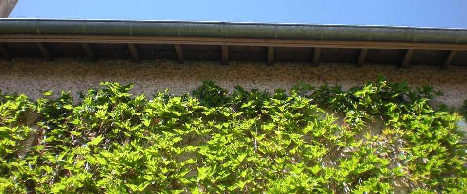 taille de haie, enlever du lierre sur un mur, taille de forsythia Domarin, Bourgoin