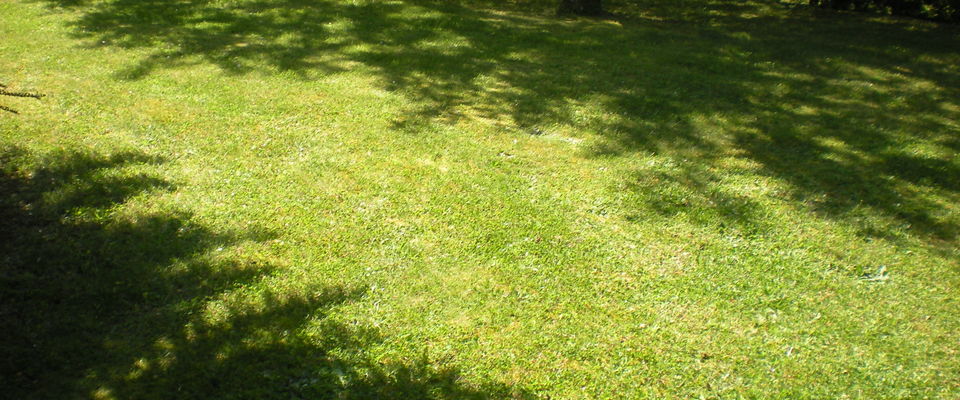 entretien de gazon, tonte de pelouse avec ramassage de l'herbe à Saint Savin, Bourgoin Jallieu