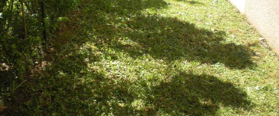 tondre l'herbe, entretenir la pelouse, le gazon votre espace vert à l'Isle d'Abeau, Villefontaine, services à la personne