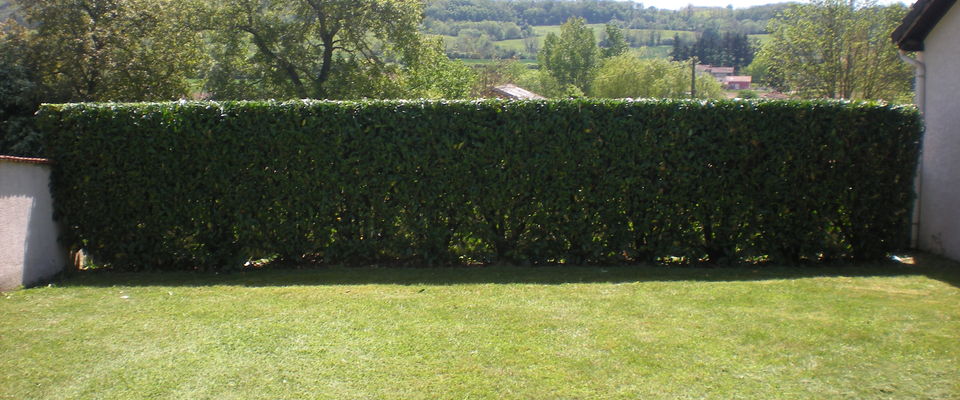 services à la personne taille de haie de lauriers à Charantonnay, Saint Jean de Bournay