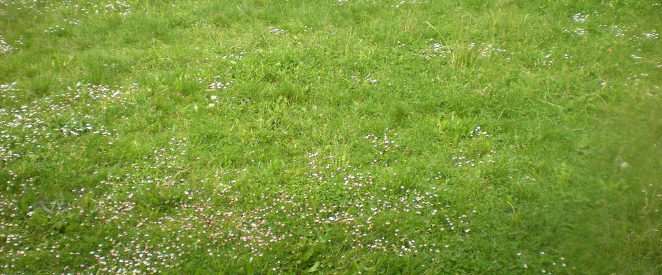 tonte pelouse avec ramassage du gazon Artas, Saint Jean de Bournay
