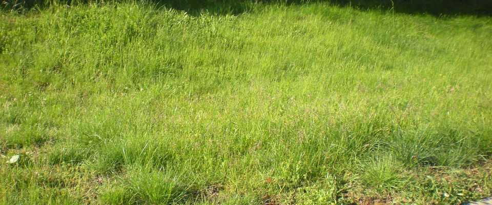 Pour votre jardin, tonte de pelouse à l'Isle d'Abeau, Bourgoin Jallieu