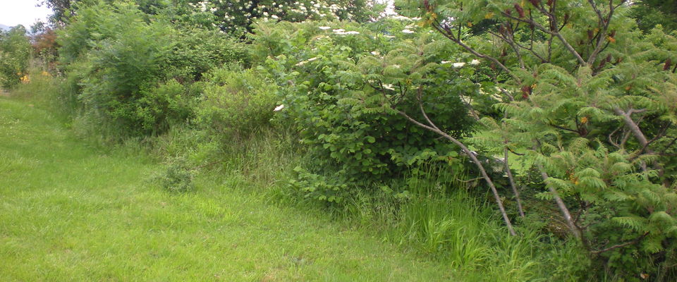 services à la personne entretien de jardin Crémieu, Bourgoin jallieu, Villefontaine Nord Isère