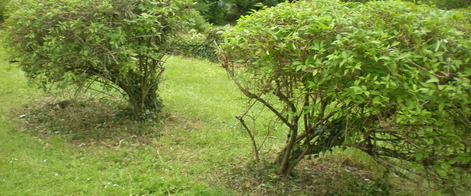 entretien de jardin Vénérieu, Bourgoin Jallieu, l'Isle d'Abeau services à la personne