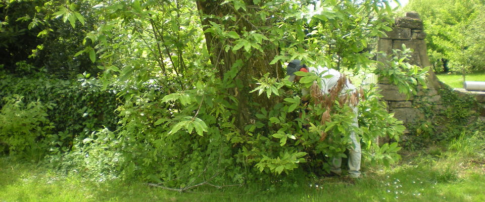 services à la personne entretien de jardin Crémieu, Bourgoin jallieu, Villefontaine Nord Isère