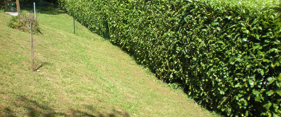 taille de haie de lauriers et thuyas, Heyrieu, Villefontaine, Grenay