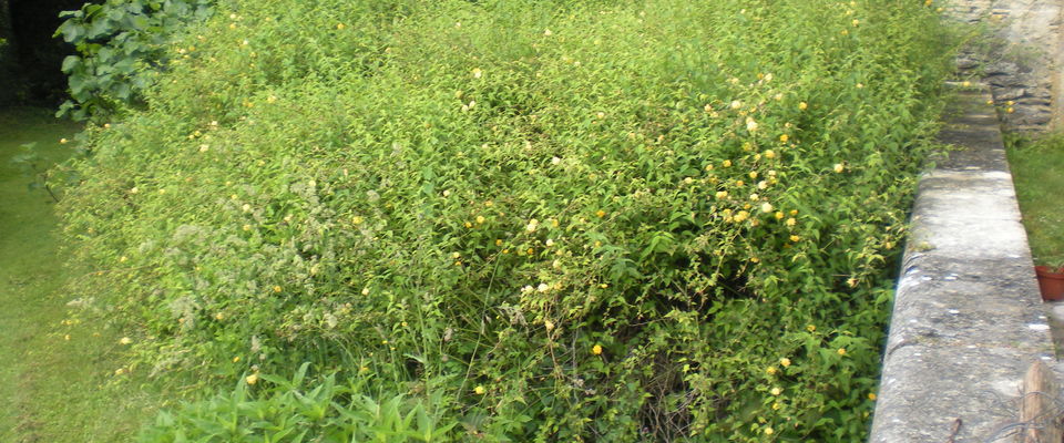 Entretien de jardin crémieu, l'Isle d'Abeau, Bourgoin Jallieu