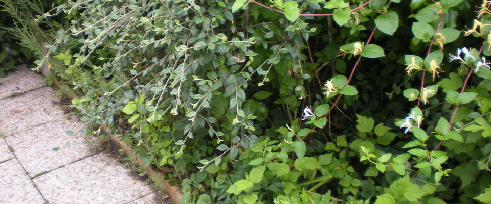 entretien de jardin Bourgoin Jallieu, l'Isle d'Abeau, la Tour du Pin