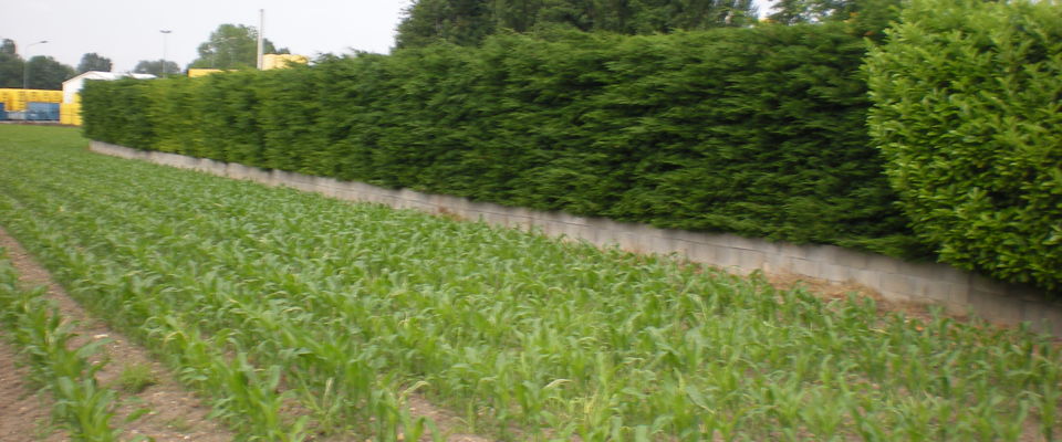 taille de haie de thuyas à Saint Savin, Bourgoin Jallieu, Montcarra