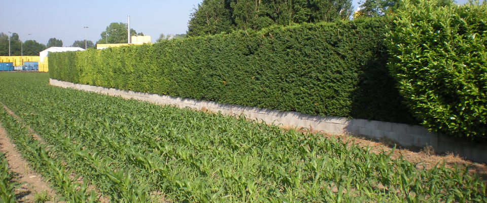 taille de haie de thuyas à Saint Savin, Bourgoin Jallieu, Montcarra