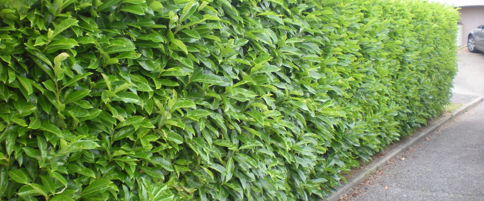 taille de haie de lauriers, haie vive à Villefontaine, l'Isle d'Abeau, Heyrieu