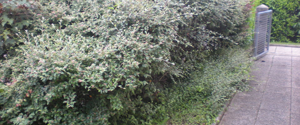 taille de haie de lauriers, haie vive à Villefontaine, l'Isle d'Abeau, Heyrieu