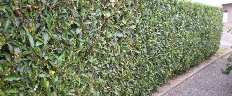 taille de haie de lauriers, haie vive à Villefontaine, l'Isle d'Abeau, Heyrieu