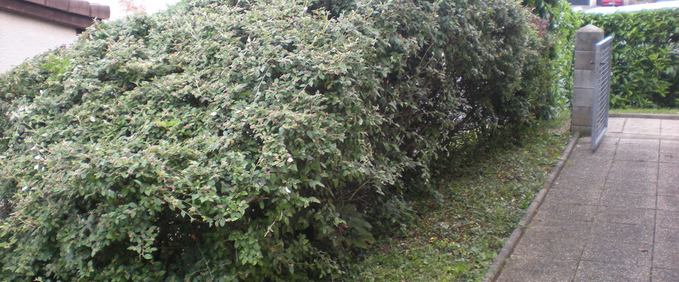 taille de haie de lauriers, haie vive à Villefontaine, l'Isle d'Abeau, Heyrieu
