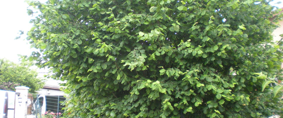 coupe d'arbuste, noisetier à Frontonas, l'Isle d'Abeau, Bourgoin Jallieu