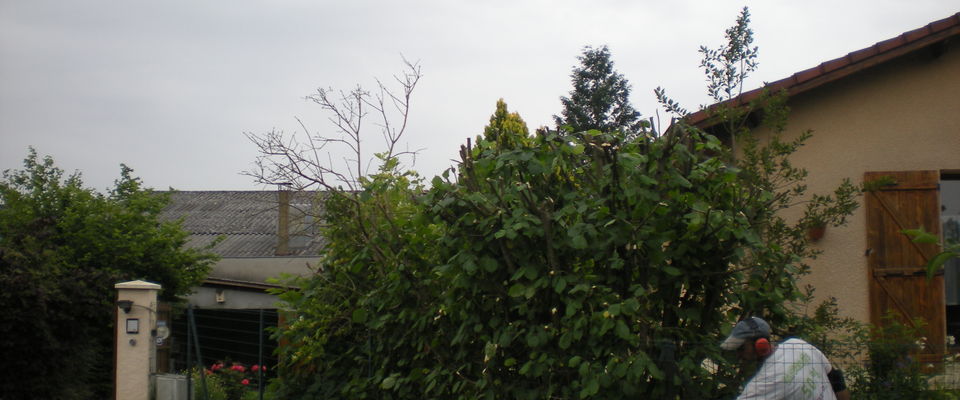coupe d'arbuste, noisetier à Frontonas, l'Isle d'Abeau, Bourgoin Jallieu