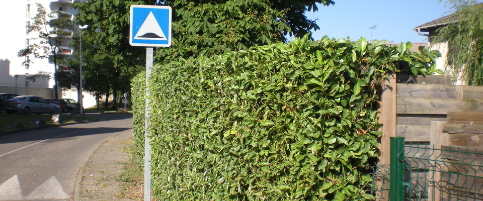 taille d'une haie de lauriers à Bourgoin, entre l'isle d'abeau et la tour du pin grâce aux services à la personne