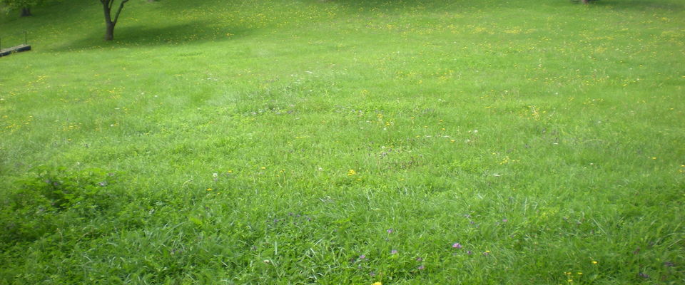 entretien jardin Bourgoin jallieu, services à la personne Dom'easy, Nord Isère