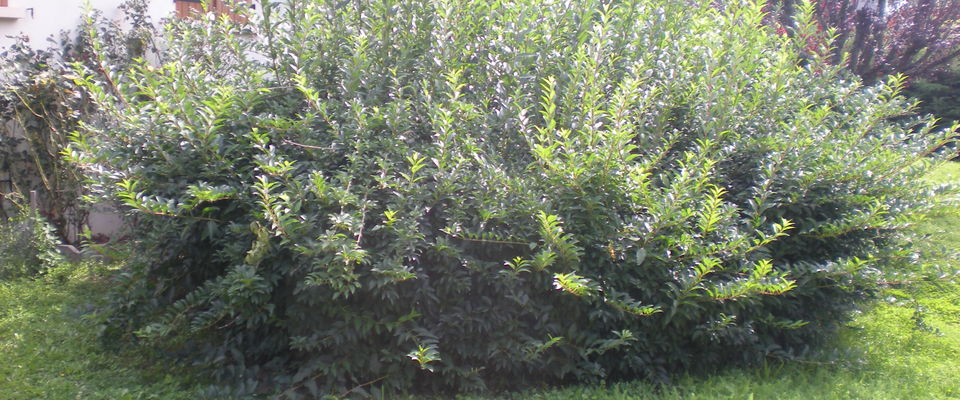 services à la personne Isère Bourgoin jallieu 38300, taille de haie, élagage forsythia