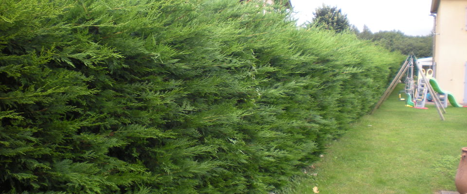 taille de haie de thuyas, saint jean de bournay services à la personne 38440 nord isère