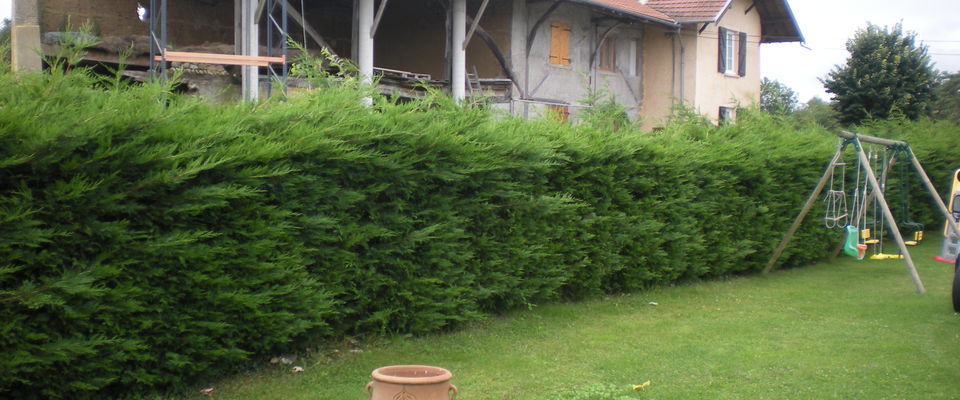 taille de haie de thuyas, saint jean de bournay services à la personne 38440 nord isère