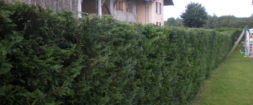 taille de haie de thuyas, saint jean de bournay services à la personne 38440 nord isère