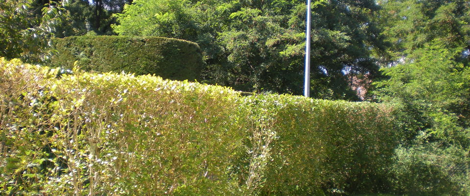 taille d'entretien d'une haie d'arbustes de troène, domarin, bourgoin jallieu, maubec 38300 services à la personne